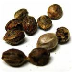 Семена марихуаны АК-47 (Seeds AK-47) в Шахтах Семена марихуаны АК-47 (Seeds AK-47) в Шахтах